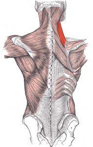 Levator_scapulae