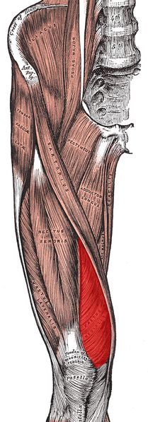 Trigger Points That Cause Knee Pain